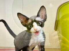 -青奢宠物·青奢猫舍