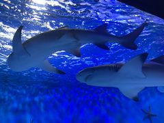 -太平洋海底世界