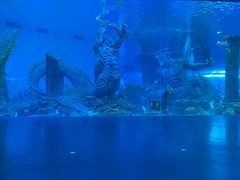 -哈尔滨波塞冬海底世界