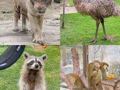 -灵玲国际马戏城