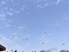 -盐城丹顶鹤湿地生态旅游区