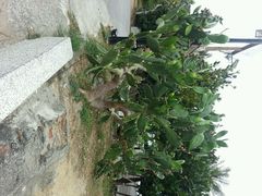 android_upload_pic-白沙湾海滩