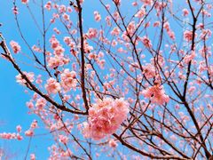 -顾村公园