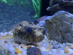 -上海海洋水族馆