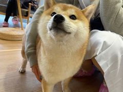 -南京Hallo宠物乐园·哈罗犬舍·柴犬繁育基地