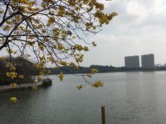 -仙湖旅游度假区