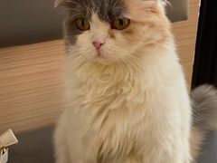 -喵园·猫主题咖啡厅·撸猫·猫咖(国贸店)