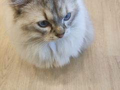 -有喵·猫咖·狗咖·30几只猫10只小狗(岗厦店)