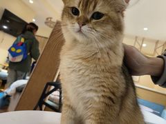 -滚猫咖啡·猫咖·猫友好撸猫(未来城店)