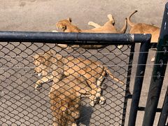 -大连森林动物园