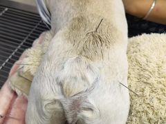 -爱侣宠医·鹦鹉专科·小型哺乳类·异宠专科(灵石路店)