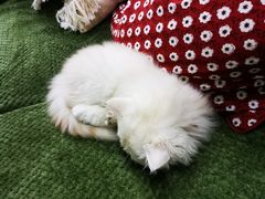 -艾贝尔宠物医院·24H转诊中心·肿瘤猫专科(江宁双龙店)