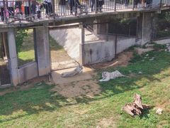 -石家庄市动物园