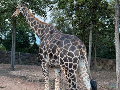 -清迈夜间动物园