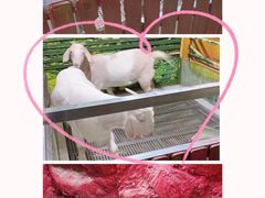 -上海大自然野生昆虫馆(东方明珠·爬宠昆虫探索中心)