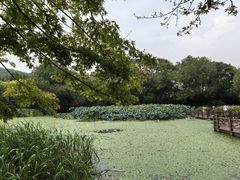 -八卦田遗址公园