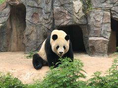 -都江堰中华大熊猫苑