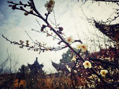 -司徒庙