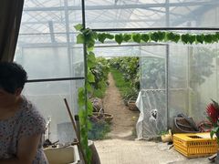 -马陆小张葡萄园农家乐