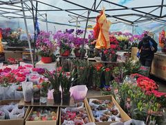 -中环花鸟鱼虫市场