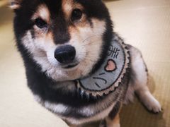 -逗柴咖啡屋·狗咖猫咖宠物桌游
