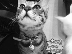 -彩虹桥宠物火化殡葬善终服务(金乐大厦店)