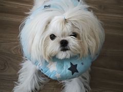 -帕帕拉兹宠物(亚洲旗舰店)