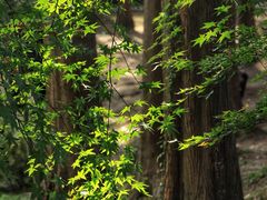 -上海共青森林公园