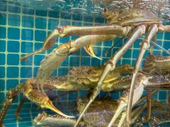 -震海贝烤贝·民俗特色店(延吉总店)