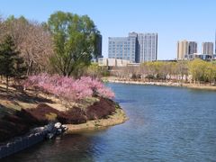 -大兴滨河森林公园