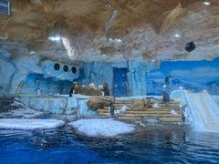 -海合安青岛极地海洋公园