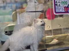 -瑞派·关忠动物医院(国瑞店)