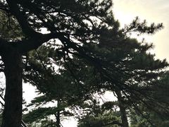 -香山公园