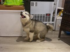 -浣熊柯尔鸭土拨鼠·电玩咖