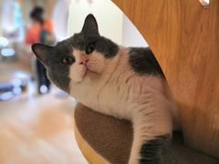 -猫和宫(六道口店)