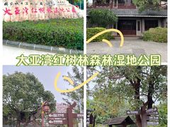 -大亚湾红树林城市湿地公园