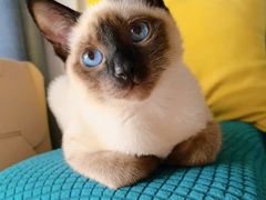-欣宠猫屋·矮脚拿破仑·蓝金金渐层