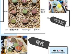 -曲阳花鸟市场(曲阳路店)