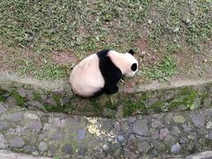 -都江堰中华大熊猫苑