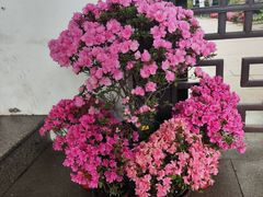 -上海醉白池公园