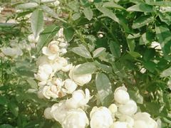 -人民公园(罗湖区)