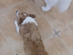 -Let's go狗咖·猫咖·奶狗·桌游(春熙路IFS店)