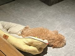 -宠颐生斯嘉宠物医院·急重症·心内科(谷阳北路分院)
