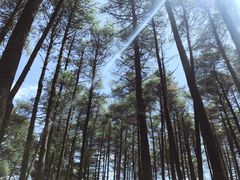 景点-石棉县孟获城