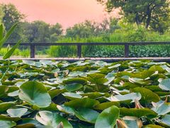 -西溪国家湿地公园