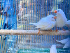 -青石桥花鸟鱼虫市场(叠翠城店)