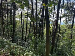 -铁山坪森林公园