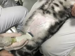 -中农大我爱我爱24h动物医院·中医针灸·猫专科·骨科医疗中心(双井店)