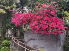 -广州长隆国际大马戏