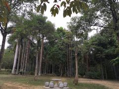 -南宁良凤江国家森林公园